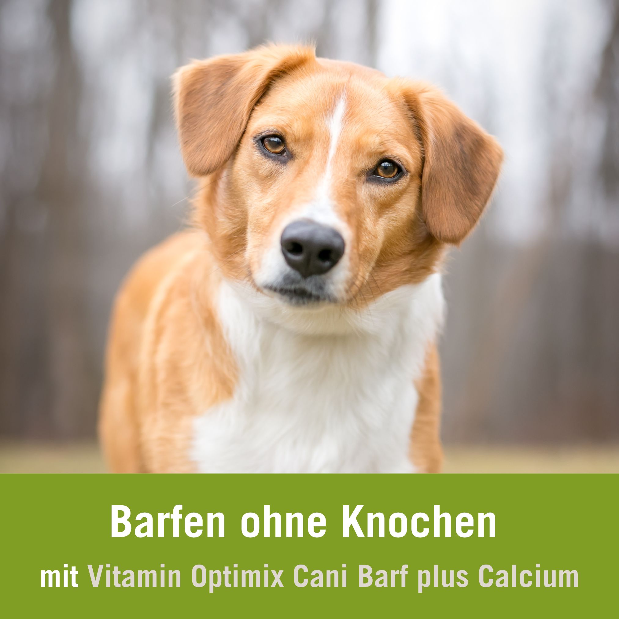 Hund BARFen ohne Knochen Futtermengen